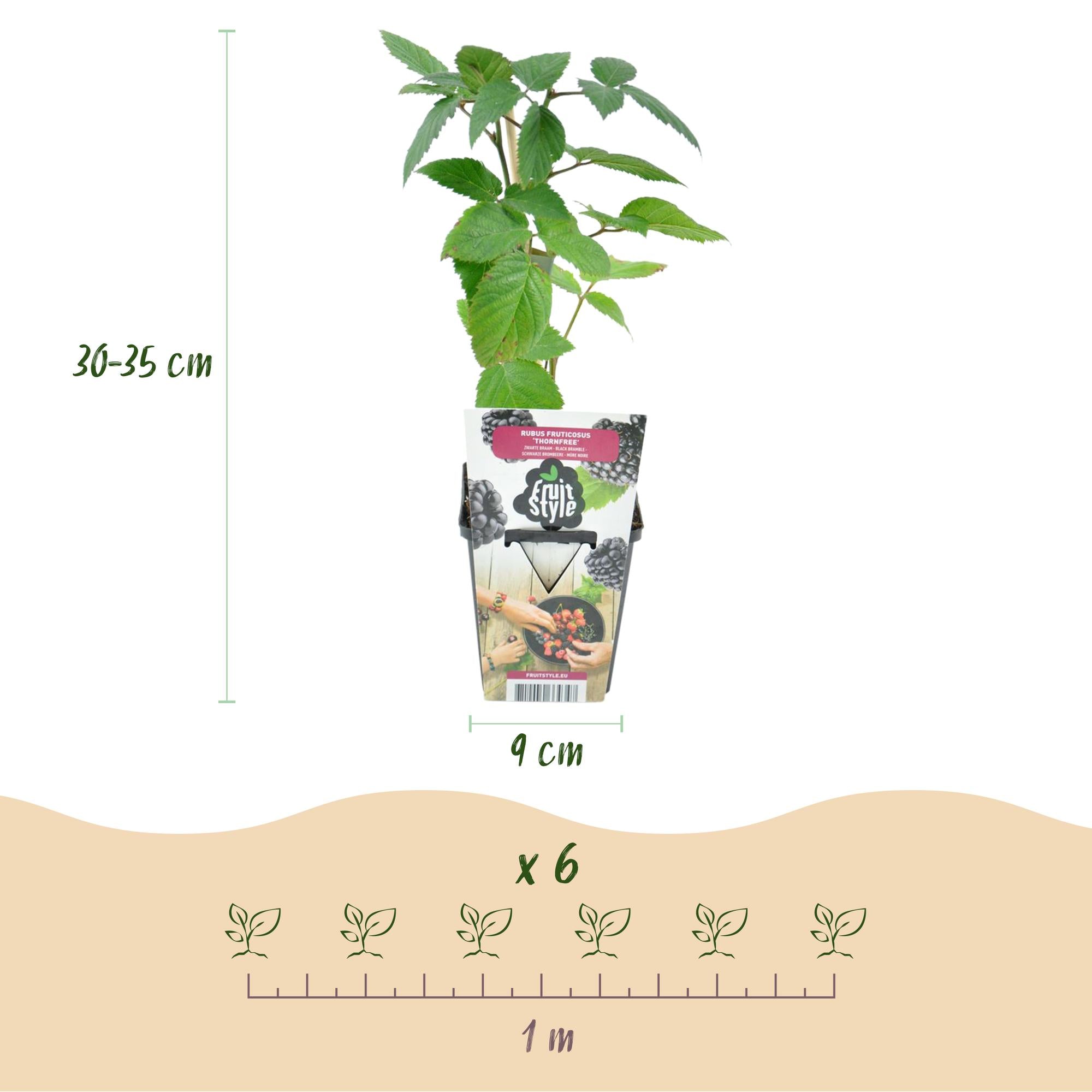 Fruitplanten - Doornloze Braam - Rubus Thornfree - Winterhard - 3 Planten - Pot 9 cm - Zwarte Braam