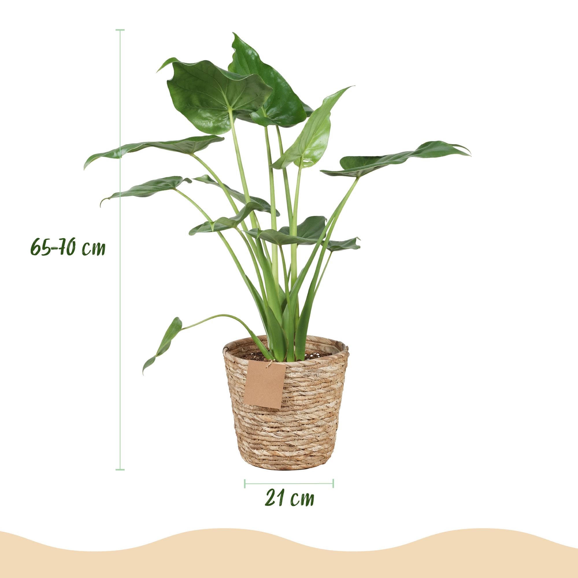 Green is... Kamerplanten - Alocasia Cucullata - Boeddha,s hand - Weinig onderhoud - met mand - Groen - 1 Plant - Pot 21cm - Hoogte 65-70cm