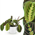 Kamerplant - Maranta Fascinator Tricolour - Gebedsplant - Huisdiervriendelijke Plant - Groen - 1 Plant - met Potter Wit - Pot 12cm - Hoogte 25cm