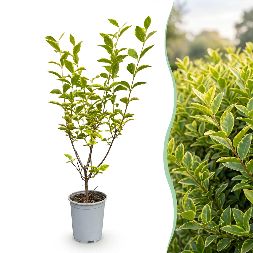 24x Ligustrum ovalifolium Aureum - Bontbladige Liguster - Haagplanten - Groenblijvend - Bont - Pot 9cm - Hoogte 35-45cm