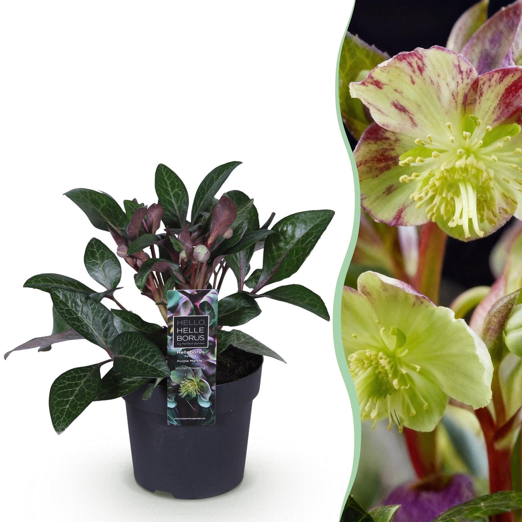Tuinplant - Lenten Rose - Helleborus lividus Purple Marble - Paarse Bloem -1 Plant - Groenblijvend - Pot 14cm Hoogte 35cm