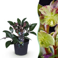 Tuinplant - Lenten Rose - Helleborus lividus Purple Marble - Paarse Bloem -1 Plant - Groenblijvend - Pot 14cm Hoogte 35cm