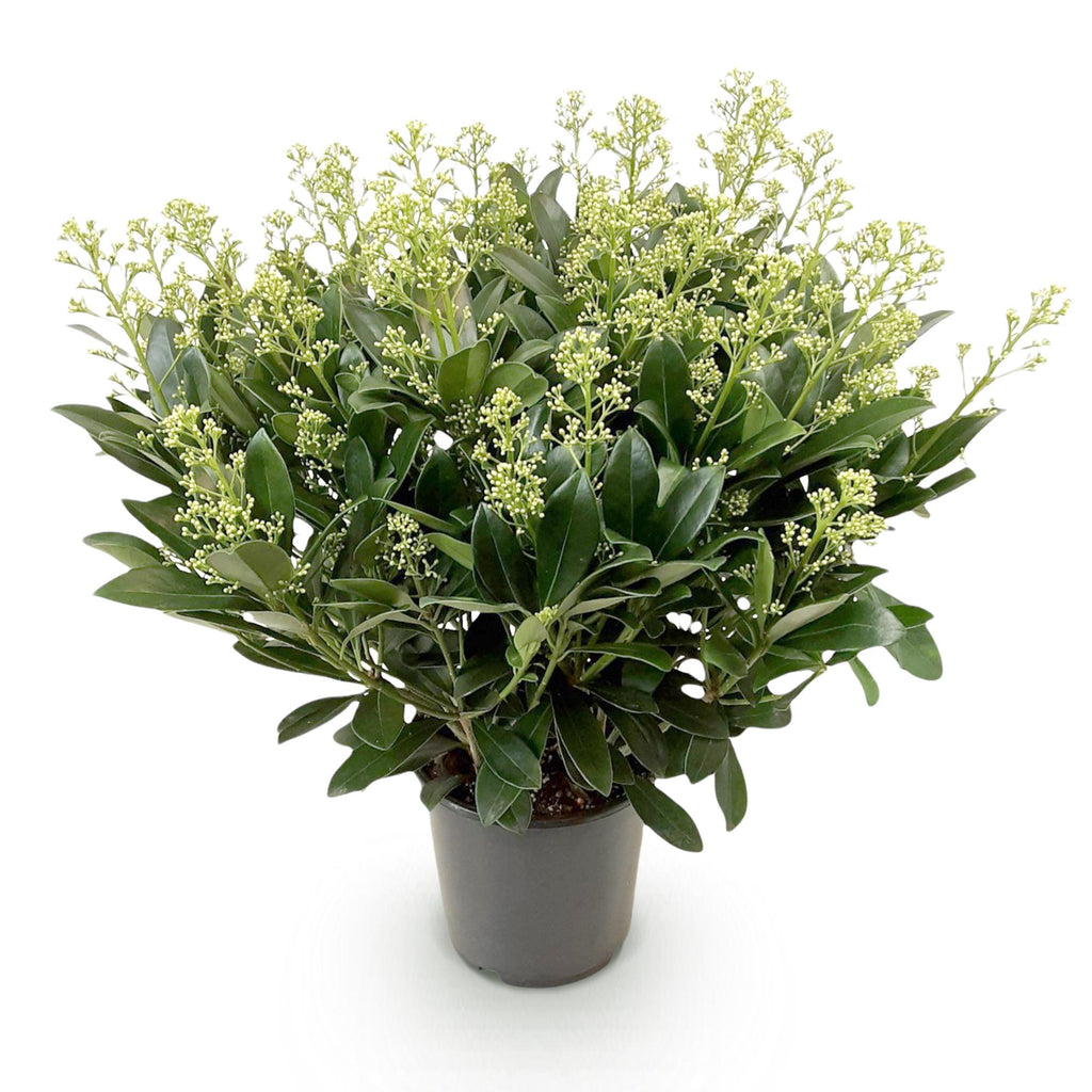 Terrasplant - Skimmia japonica Finchy - Bloem Wit - 40+ Bloemen - 1 Plant - Winterhard - Pot 19cm Hoogte 60cm