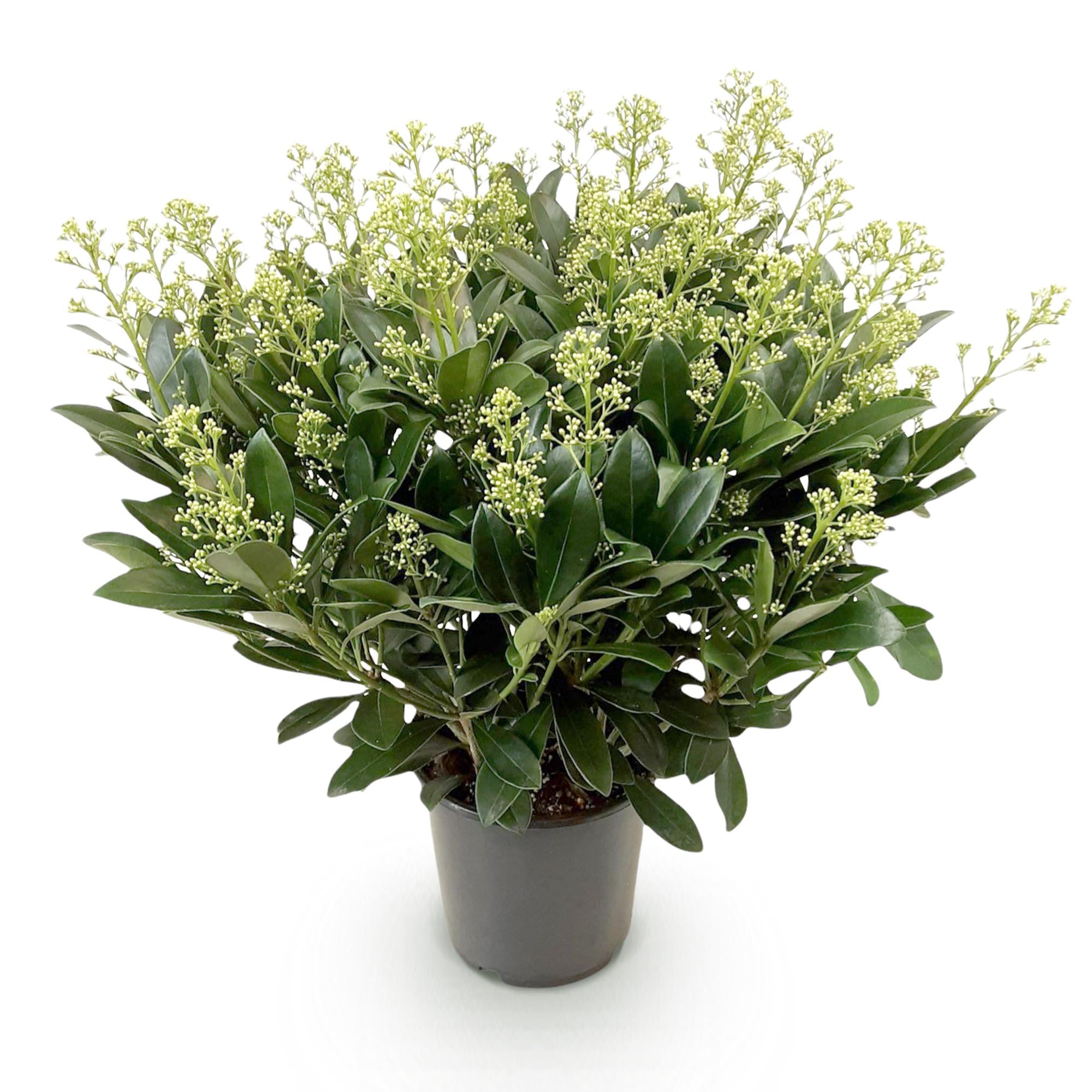 Terrasplant - Skimmia japonica Finchy - Bloem Wit - 40+ Bloemen - 1 Plant - Winterhard - Pot 19cm Hoogte 60cm