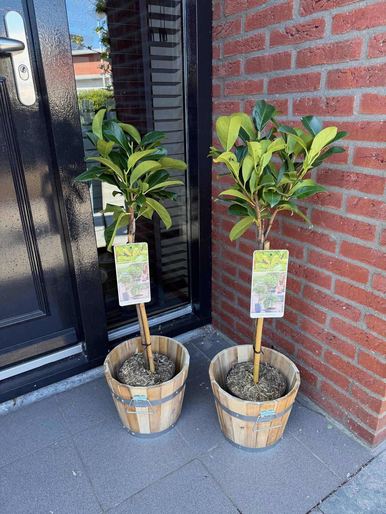 Plant op Stam - Prunus lauroverasus Etna® - Terras Plant - Bladhoudend - Winterhard - Groen Blad - Pot 19cm Hoogte 90cm