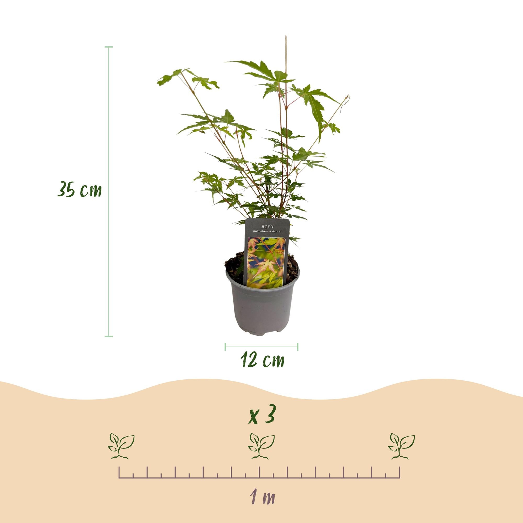 Tuinplant - Acer palmatum Sangokaku - Groen - 3 Planten - Bladverliezend - Weing Onderhoud - Pot 12cm Hoogte 35cm
