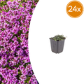 24x Thymus praecox 'Coccineus' - ↕10-25cm - Ø9cm