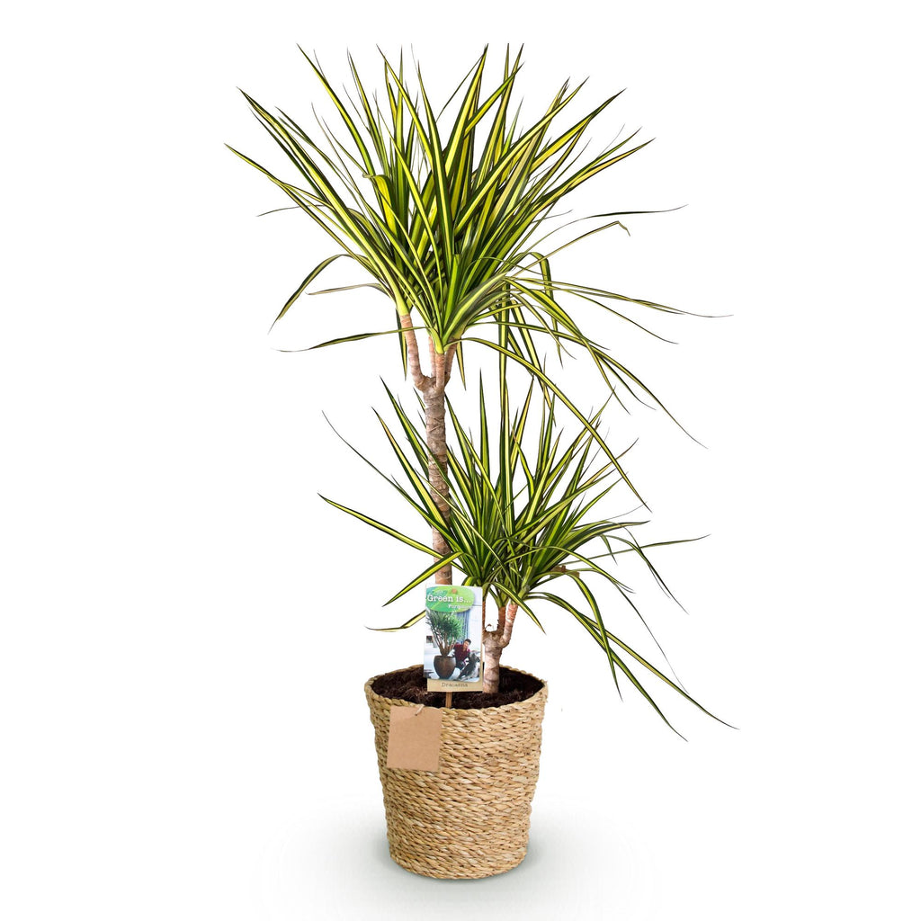 Green is... Kamerplanten - Dracaena Sunray - Drakenbloedboom - Weinig onderhoud - met mand - Groen - 1 Plant - Pot 21cm - Hoogte 90-100cm