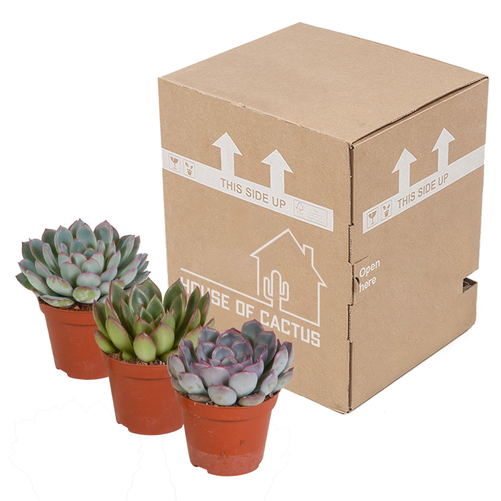 Echeveria mix 8.5 cm - 3x - zonder pot