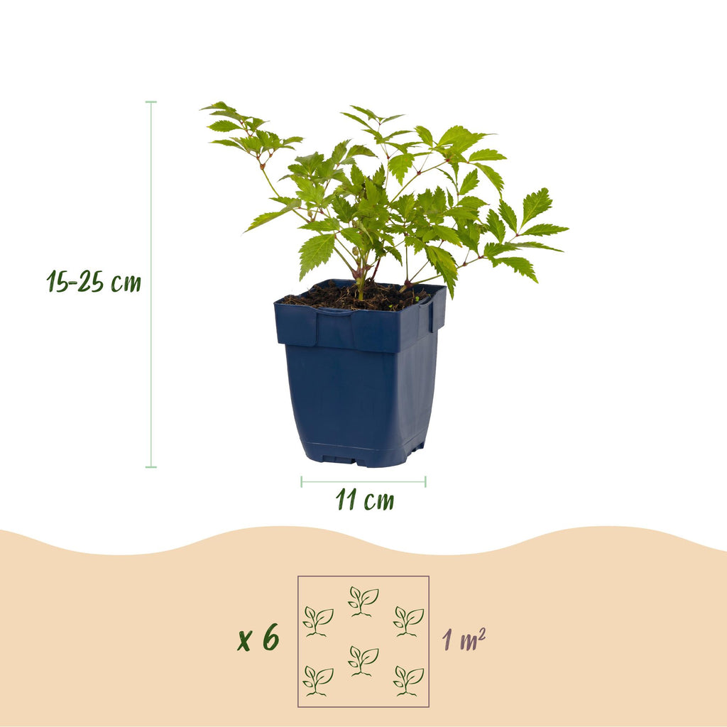Vasteplant - Astilbe (J) Deutschland - Pluimspirea - Schaduw - Wit - 24 Planten - Pot 11cm - Hoogte 15-25cm