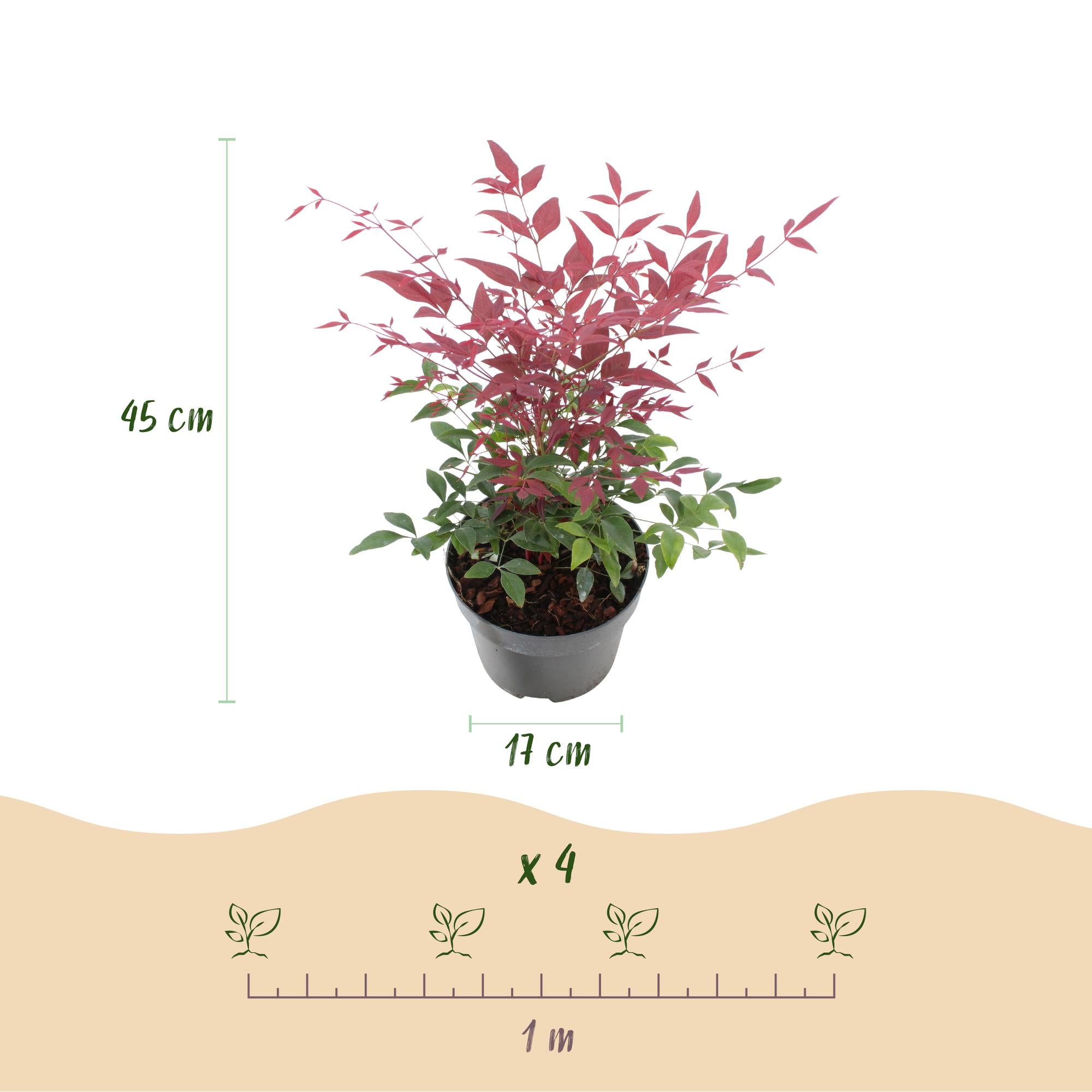 Tuinplant - Nandina Duo - Geel & Rood - 2 Planten - Groenblijvend - Weinig Onderhoud - Pot 17cm Hoogte 45cm