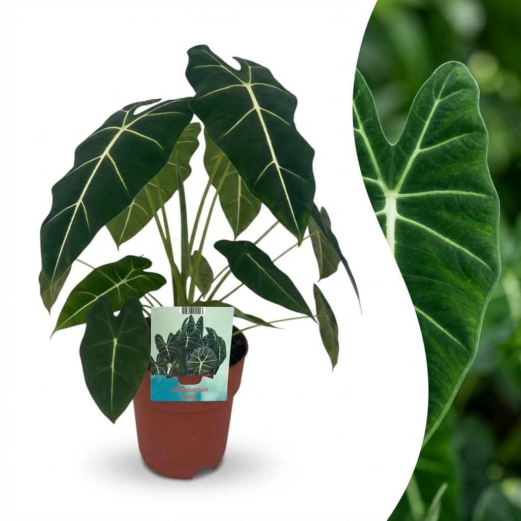 Kamerplant - Olifantsoor - Alocasia Frydek - Groen - Weinig onderhoud - 1 Plant - Pot 19cm - Hoogte 60cm