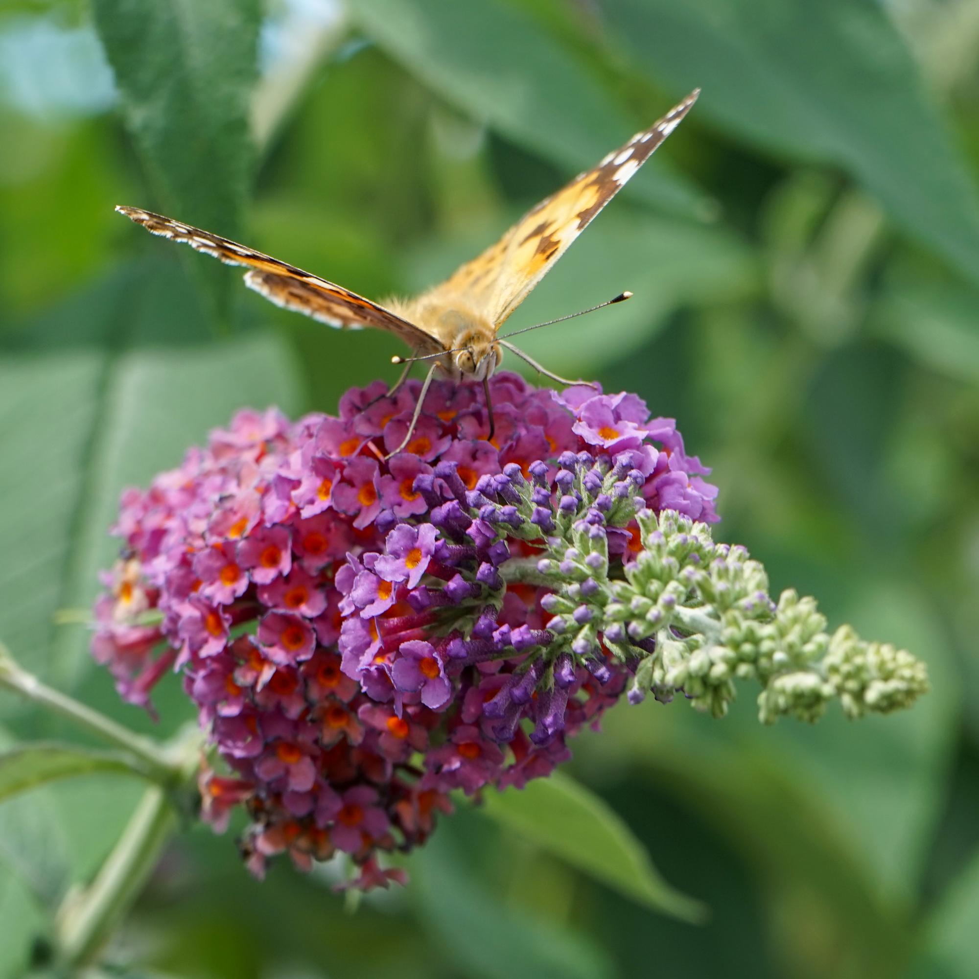 Vlinderstruik - Buddleja davidii Flower Power - Bloem Oranje Paars - 1 Plant - Bladverliezend - Vlinderlokkend -  Pot 17cm Hoogte 30cm