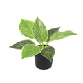 ARTIFICIAL Philodendron birkin - 20cm