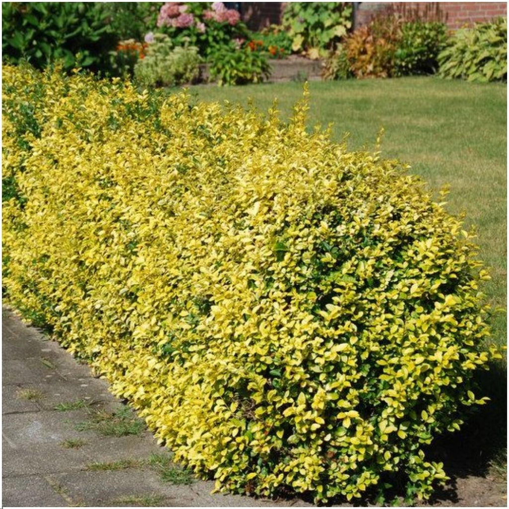 Plants by Frank - 1 meter gele Kardinaalsmuts haag - Euonymus fortunei 'Emerald Gold' - Set van 6 winterharde haagplanten - Groenblijvende haag - Vers van de kwekerij geleverd