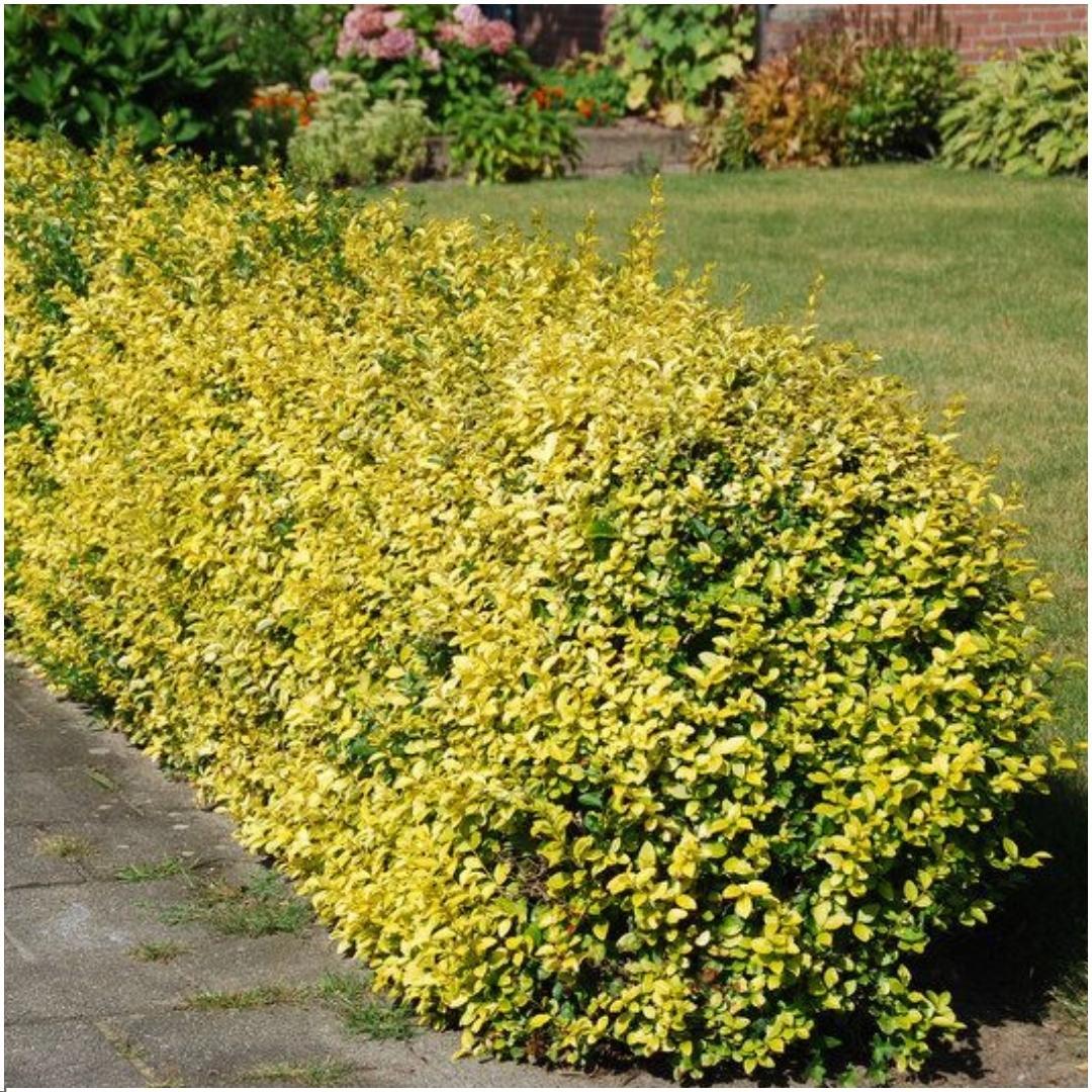Plants by Frank - 1 meter gele Kardinaalsmuts haag - Euonymus fortunei 'Emerald Gold' - Set van 6 winterharde haagplanten - Groenblijvende haag - Vers van de kwekerij geleverd