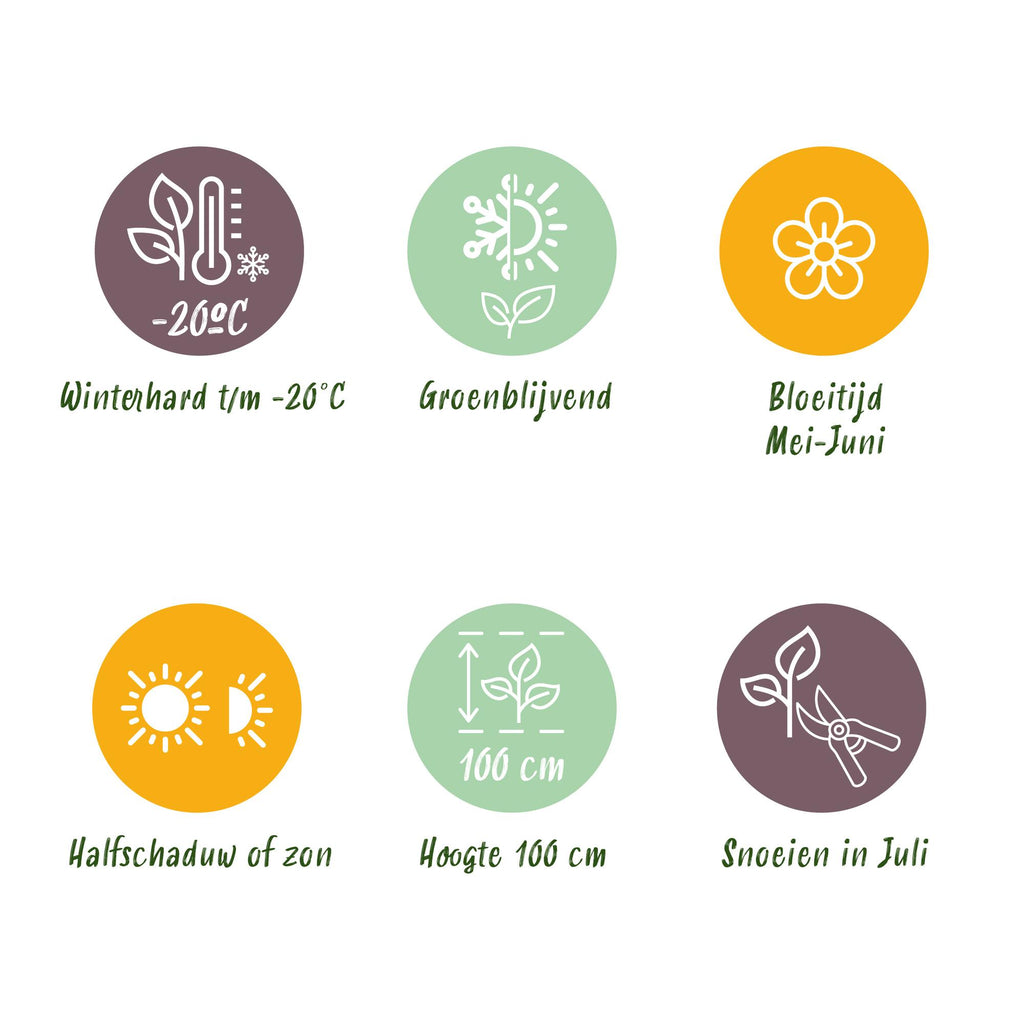 Dwerg Rhododendron - Rhododendron Bloombux Light Pink - Bloeiende Buxus - Weinig Onderhoud - Licht Roze Bloem - 1 Plant - Pot 17cm - Hoogte 30-40cm