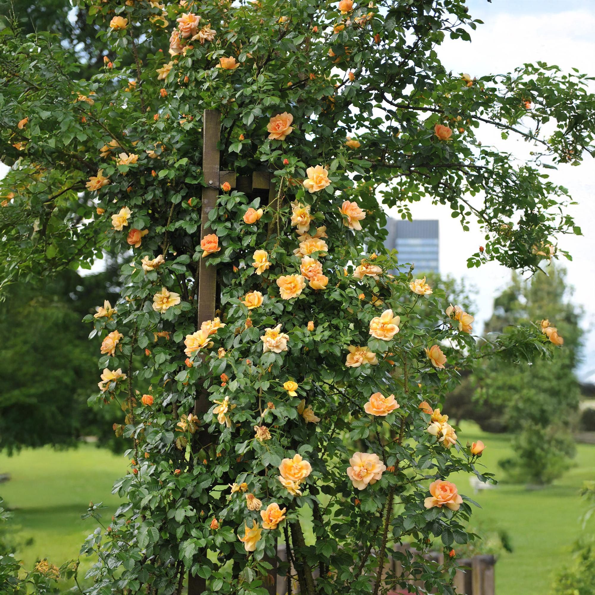 Klimroos - Rosa Orange Climber - Bloem Oranje - Weinig onderhoud - 2 planten - Pot 11cm Hoogte 40cm