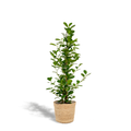 Ficus microcarpa Moclame - Ø21cm - ↕95cm + Mand Selin