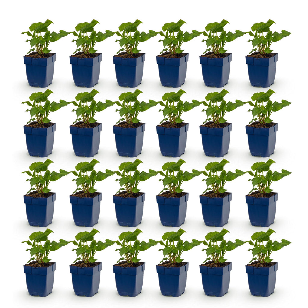 Vasteplant - Persicaria ampl. Alba - Duizendknoop - Schaduw - Wit - 24 Planten - Pot 11cm - Hoogte 15-25cm