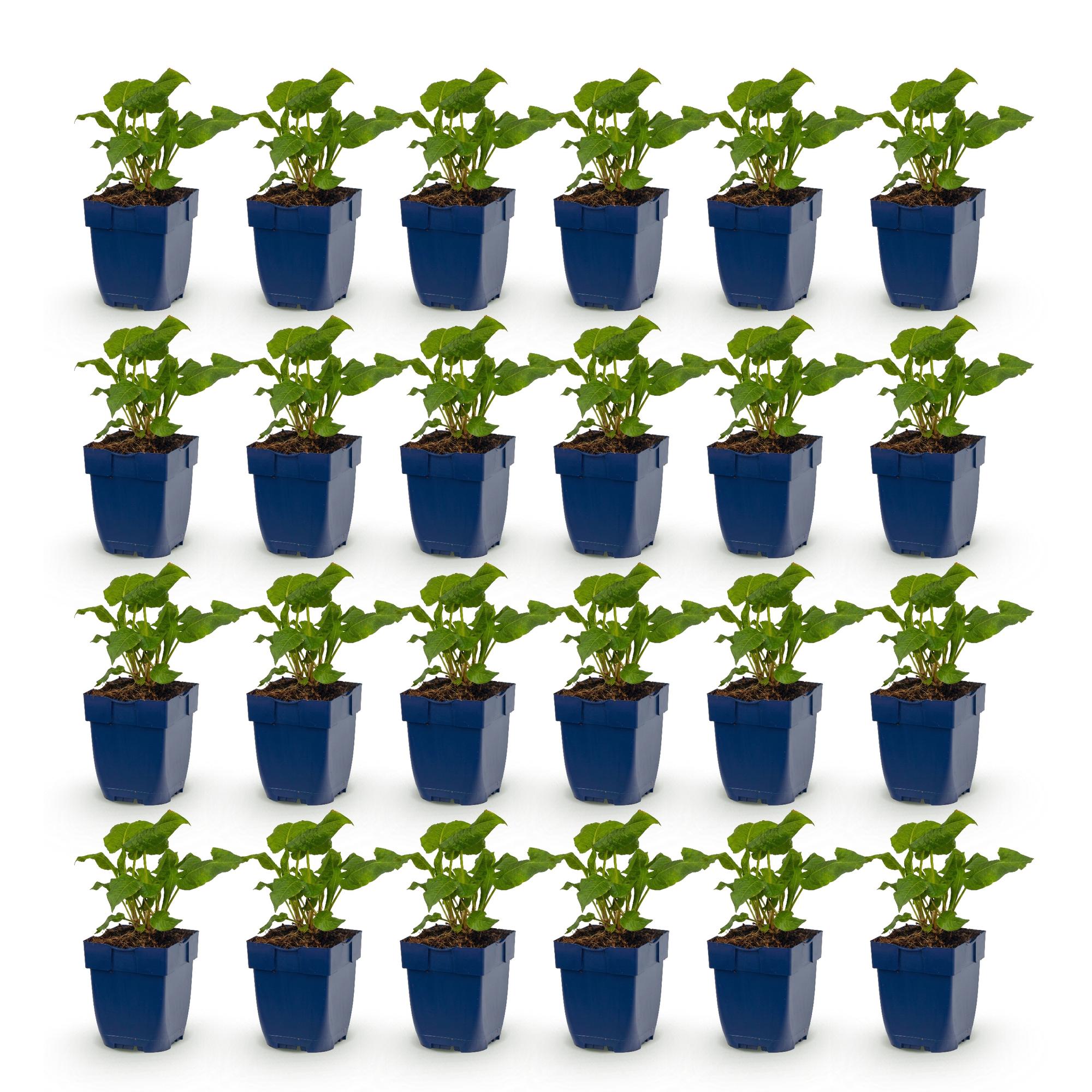 Vasteplant - Persicaria ampl. Alba - Duizendknoop - Schaduw - Wit - 24 Planten - Pot 11cm - Hoogte 15-25cm