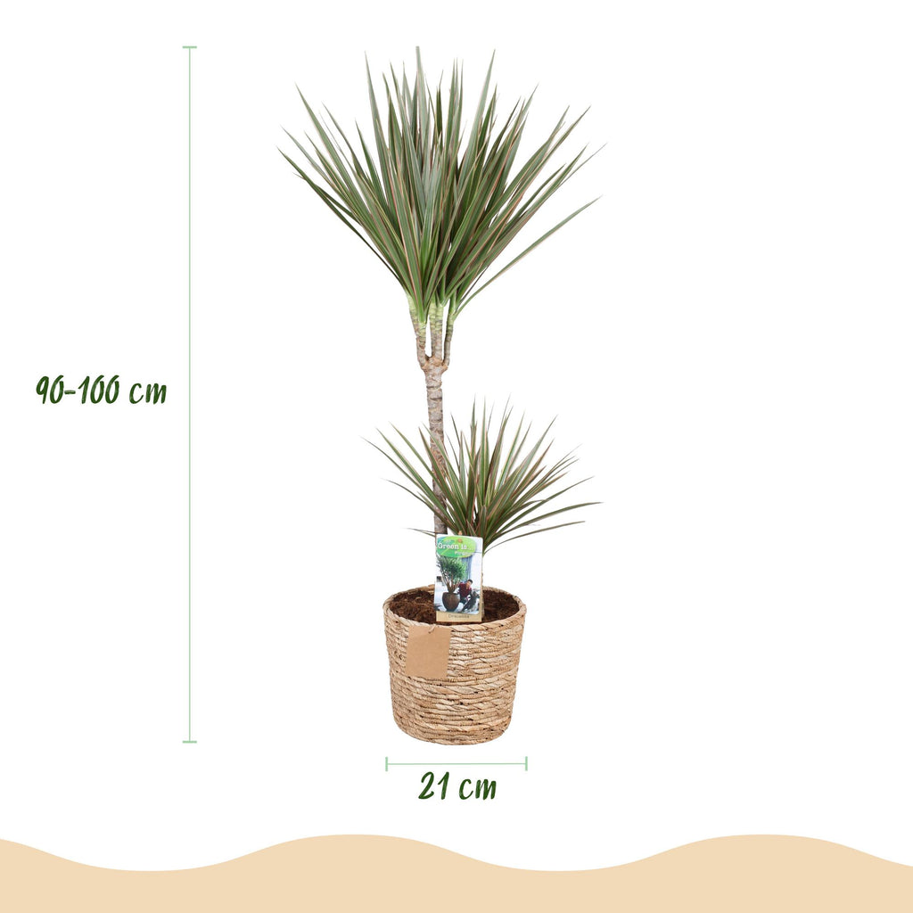 Green is... Kamerplanten - Dracaena Marginata Bicolor - Drakenbloedboom - Weinig onderhoud - met mand - Groen - 1 Plant - Pot 21cm - Hoogte 90-100cm
