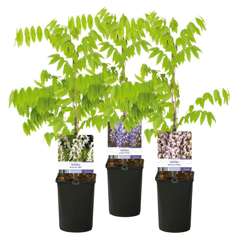 Blauwe regen - Wisteria floribunda Tricolour - Bloemen Blauw Roze Wit  - 3 planten - Pot 11cm Hoogte 40cm
