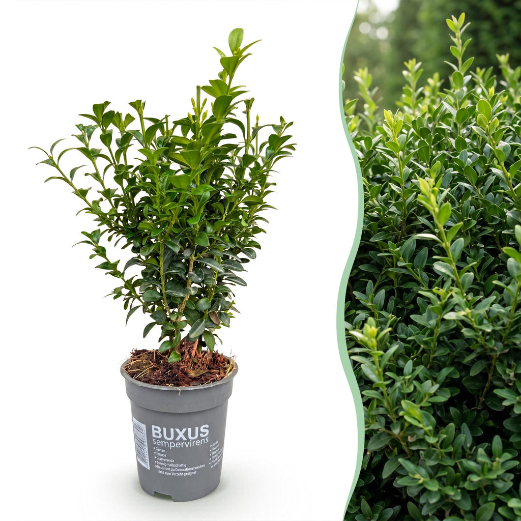 16x Buxus sempervirens - Palmboompje - Haagplanten - Groenblijvend - Groen - Pot 9cm - Hoogte 20-25cm