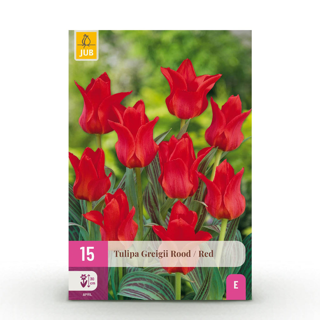 Bloembollen - Tulp Greigii Red - Kleur Rood - 15 stuks - Bolmaat 11/12 - XXL Pack