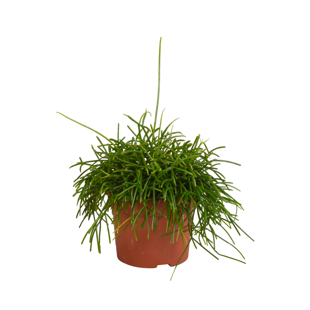 Rhipsalis baccifera Oasis 12cm