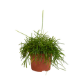 Rhipsalis baccifera Oasis 12cm