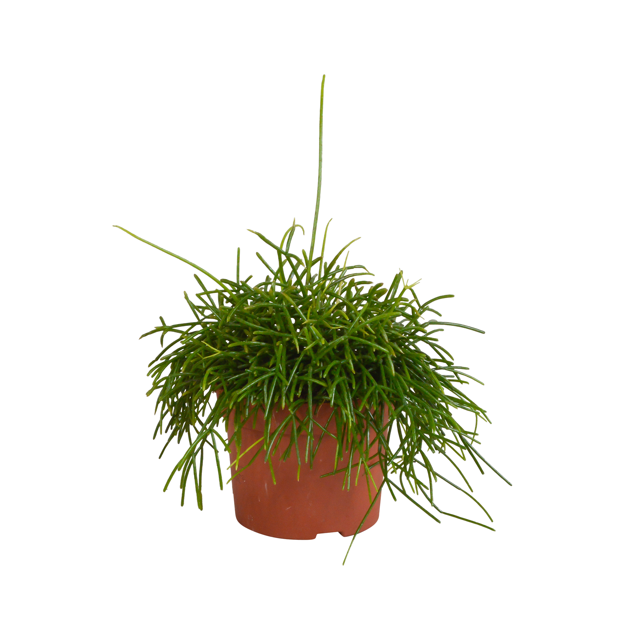 Rhipsalis baccifera Oasis 12cm