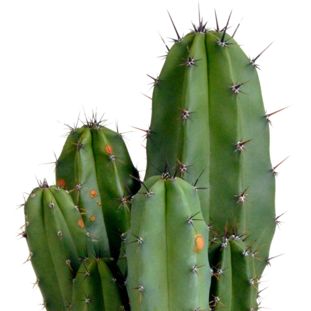 Polaskia chula 12cm