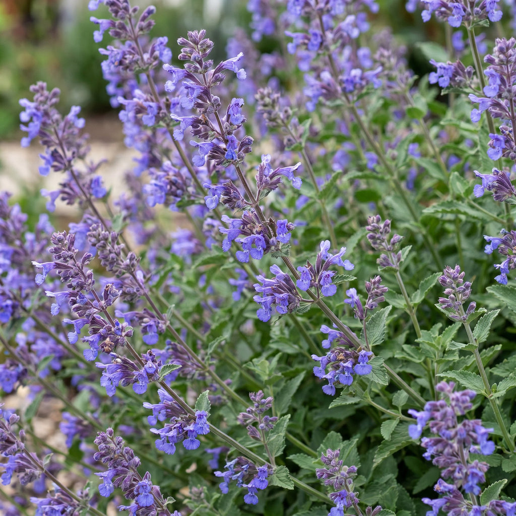 Vasteplant - Nepeta faassenii 'Six Hills Giant' - Kattenkruid - Bijen- en vlinderlokkers - Paars - 24 Planten - Pot 11cm - Hoogte 15-25cm