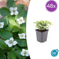 48x Cornus canadensis - ↕10-25cm - Ø9cm