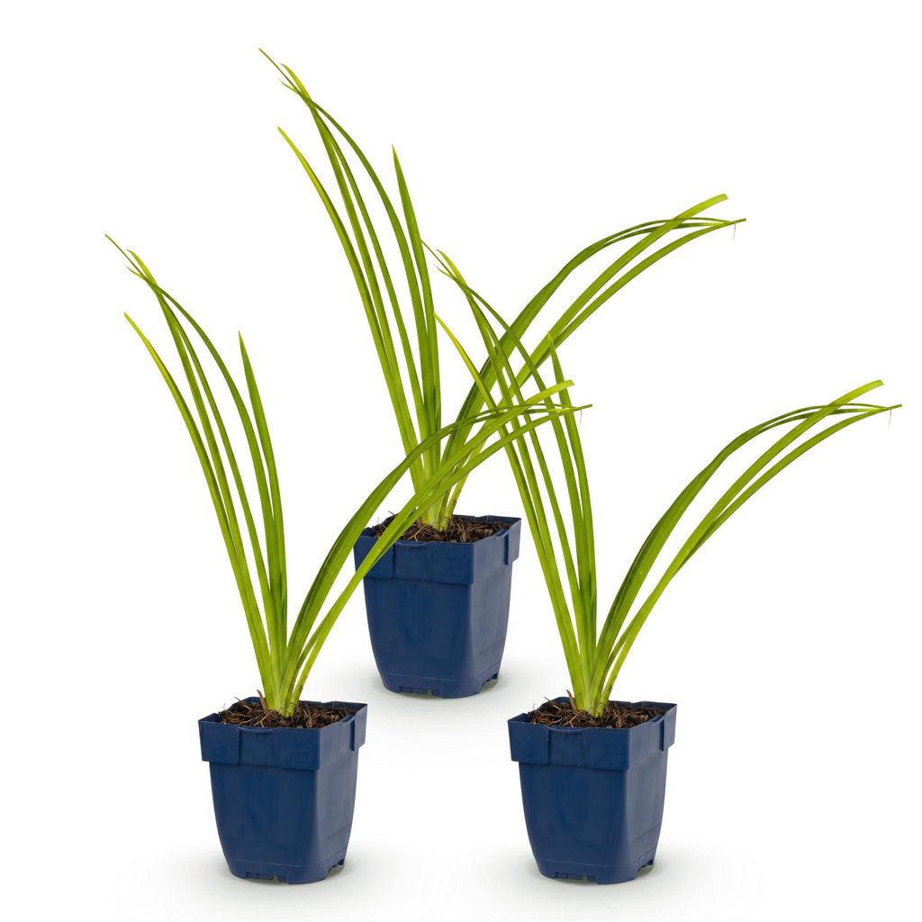 Vasteplant - Hemerocallis Pink Damask - Daglelie - Bijen en Vlinderlokkers - Roze - 3 Planten - Pot 11cm - Hoogte 15-25cm