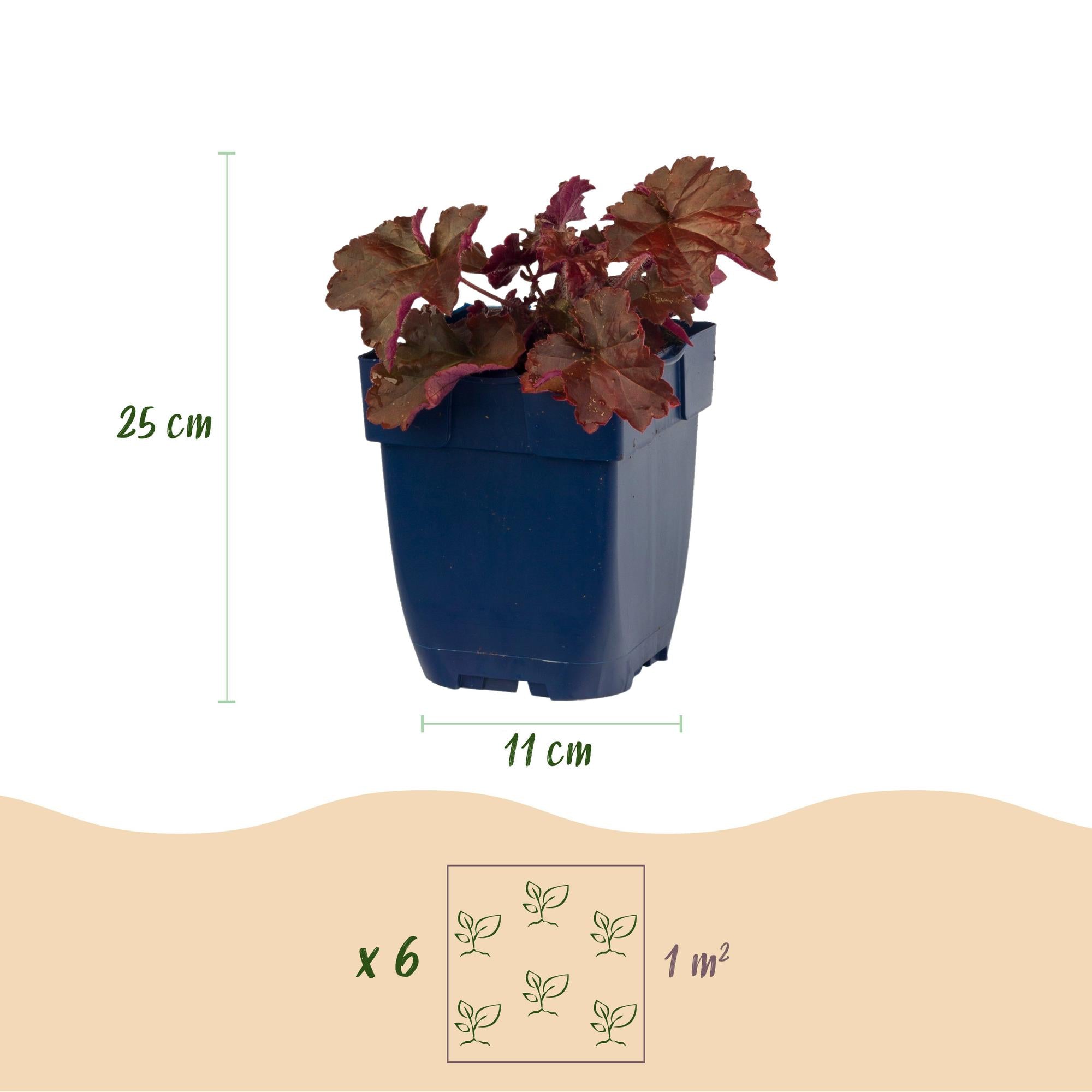 Vasteplant - Heuchera micr. Palace Purple - Purperklokje - Schaduw - Paars - 6 Planten - Pot 11cm - Hoogte 15-25cm