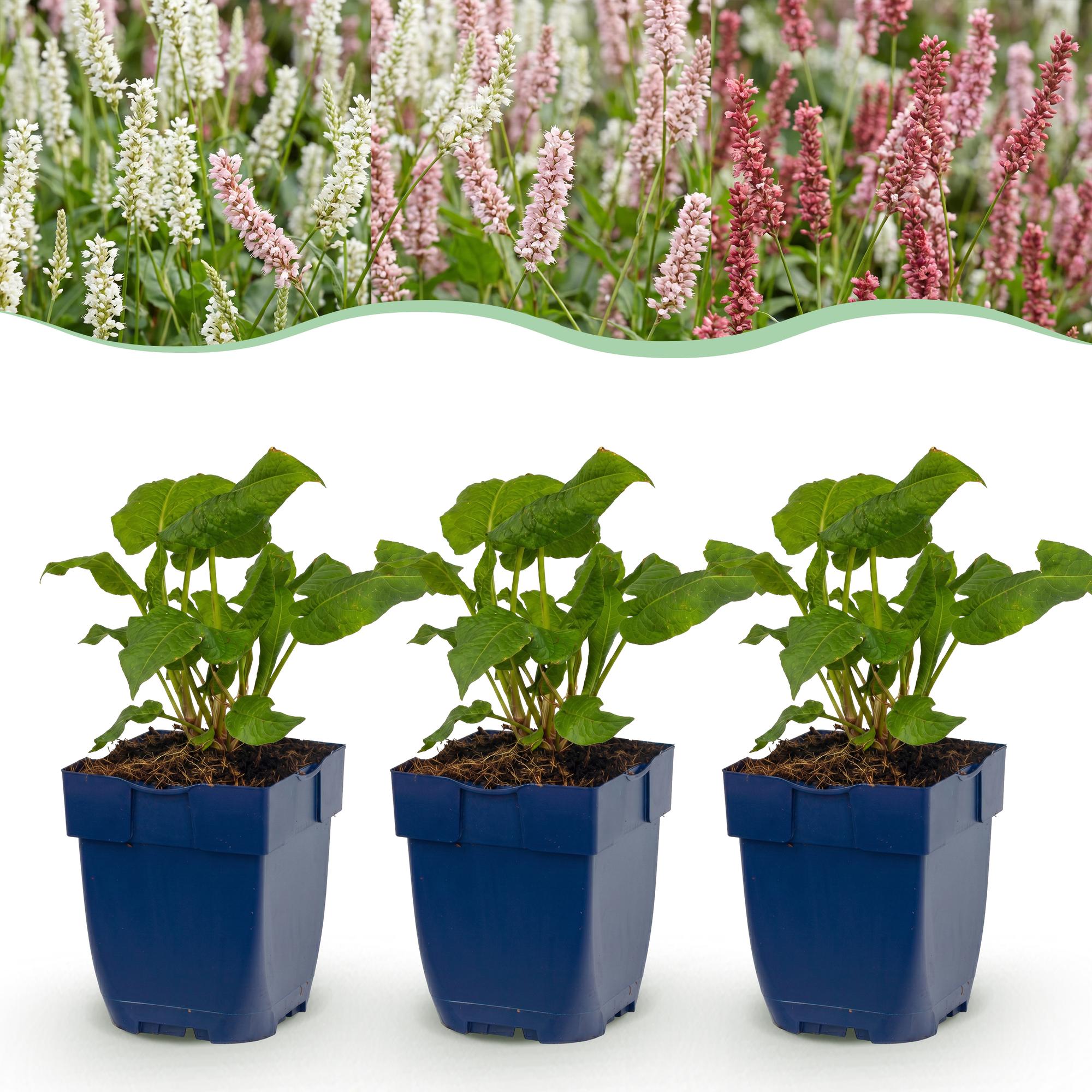 Vasteplant - Persicaria Tricolour - Duizendknoop - Schaduw - Rood - Roze - Wit - 12 Planten - Pot 11cm - Hoogte 15-25cm