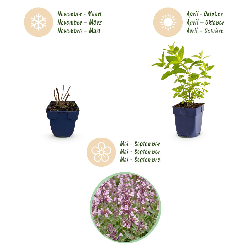 Vasteplant - Nepeta sib. Wild Orchid - Kattenkruid - Bijen en Vlinderlokkers - Roze - 6 Planten - Pot 11cm - Hoogte 15-25cm