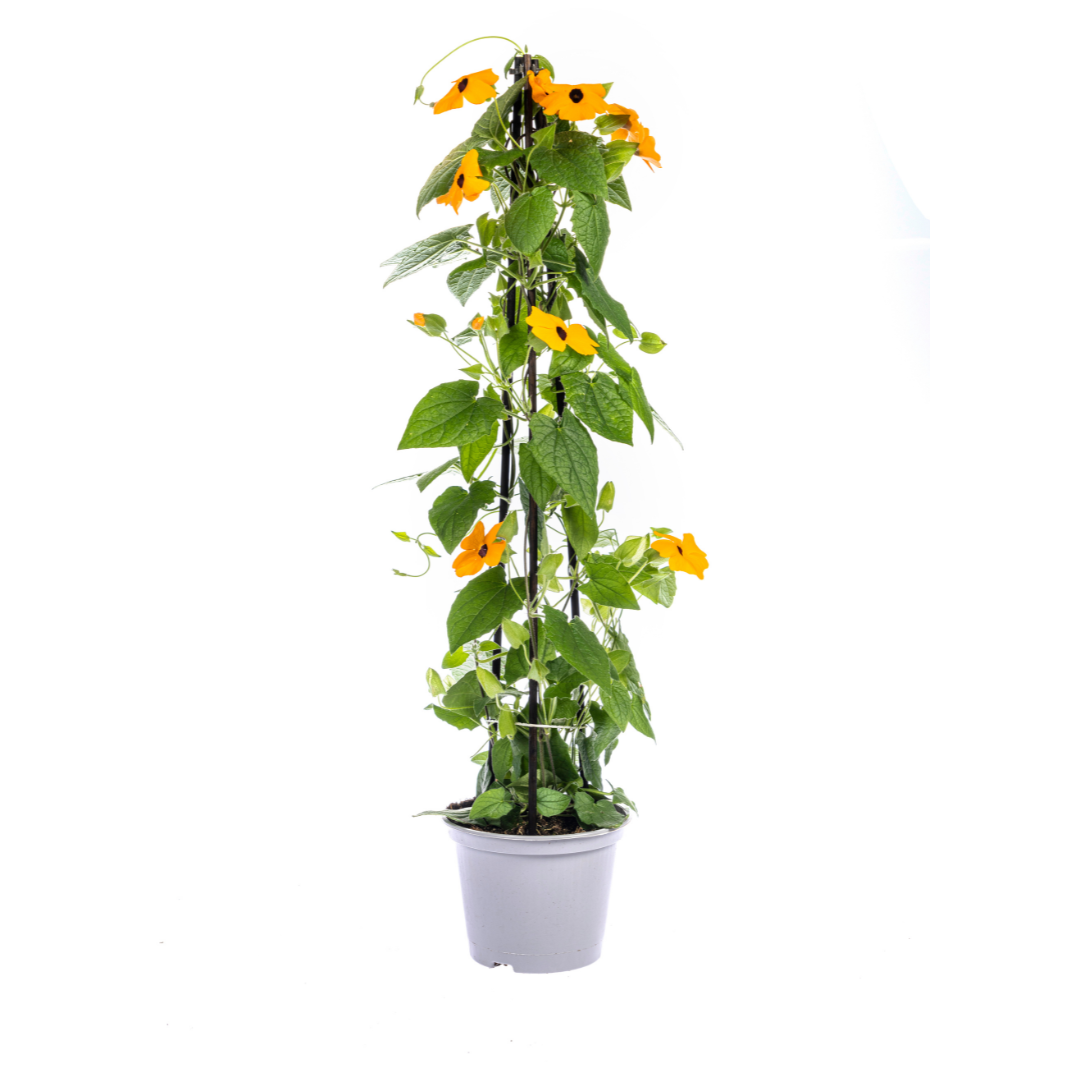 4x Thunbergia Alata Sunny Susy Mix Ø13 cm - ↕60 cm