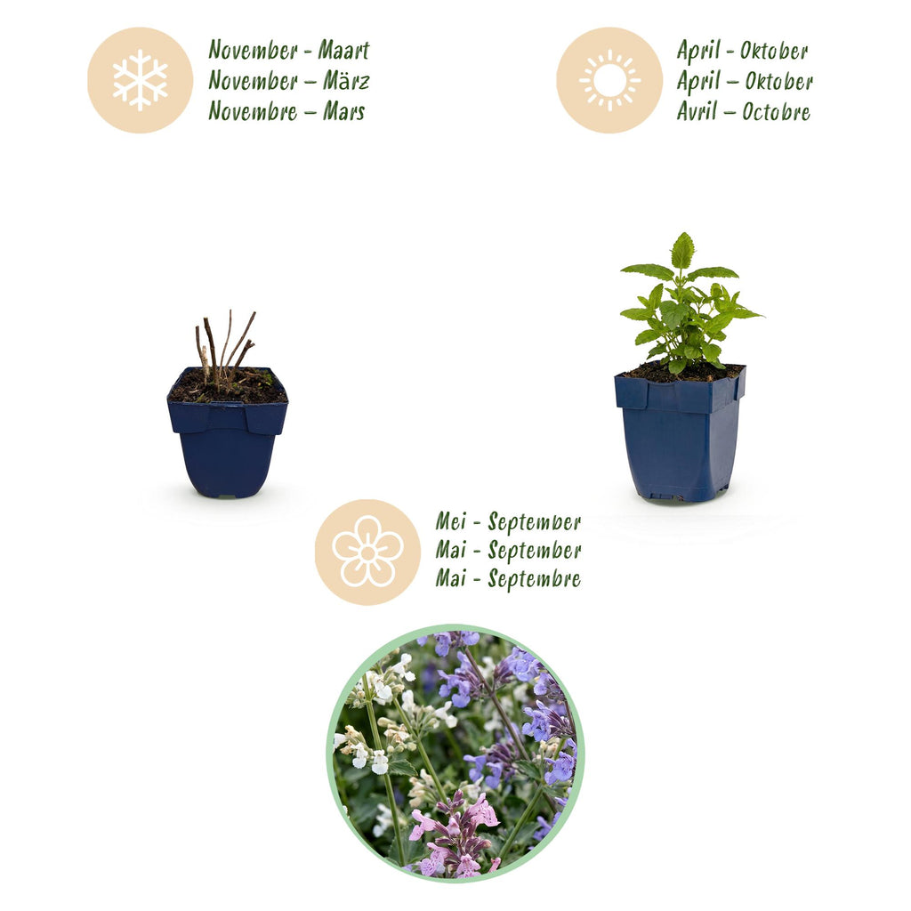 Vasteplant - Nepeta Tricolour - Kattenkruid - Bijen- en vlinderlokkers - Paars - Roze - Wit - 6 Planten - Pot 11cm - Hoogte 15-25cm