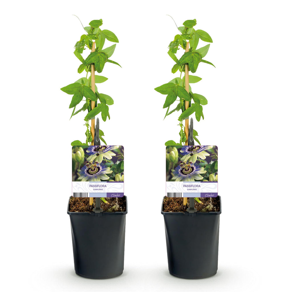 Passiebloem - Passiflora caerulea  - Bloem Blauw met Groen Wit - Weinig onderhoud - 2 planten - Pot 11cm Hoogte 40cm