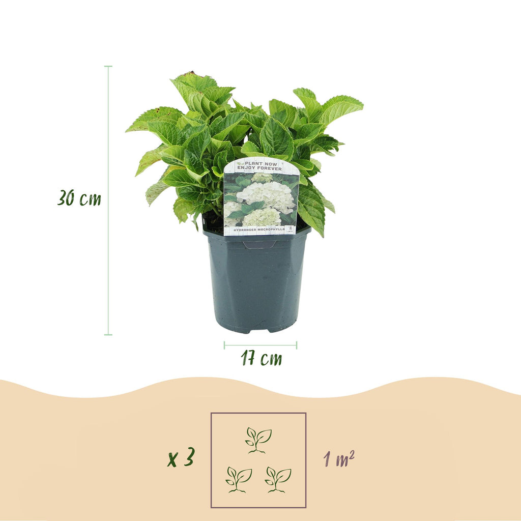 Hortensia - Hydrangea macrophylla Blue - Bloem Wit - 1 Plant - Bladverliezend - Weinig Onderhoud - Pot 17cm Hoogte 30cm