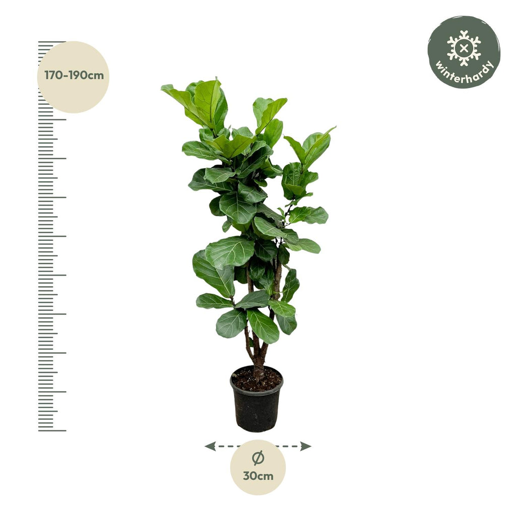 Ficus Lyrata vertakt - 150cm - ⌀24-27