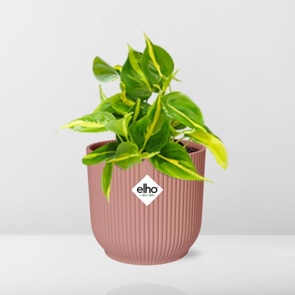 Philodendron Scandens ‘Brasil’ in ELHO Vibes Fold 14cm roze