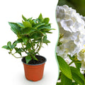 Tuinplant - Hydrangea macrophylla Wit - Hortensia - Winterhard - Wit - 1 Plant - Pot 12cm - Hoogte Hoogte 20-30cm