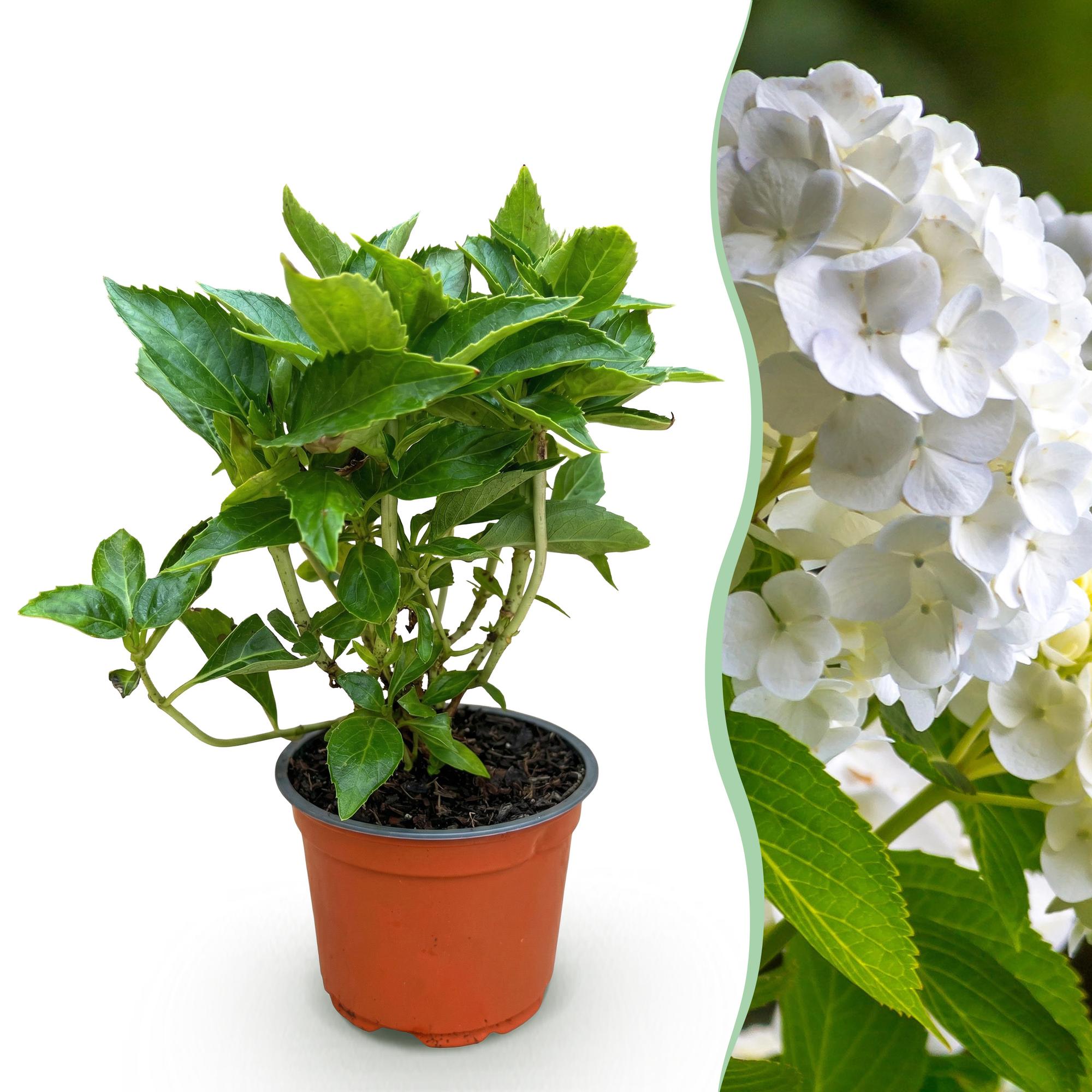 Tuinplant - Hydrangea macrophylla Wit - Hortensia - Winterhard - Wit - 1 Plant - Pot 12cm - Hoogte Hoogte 20-30cm
