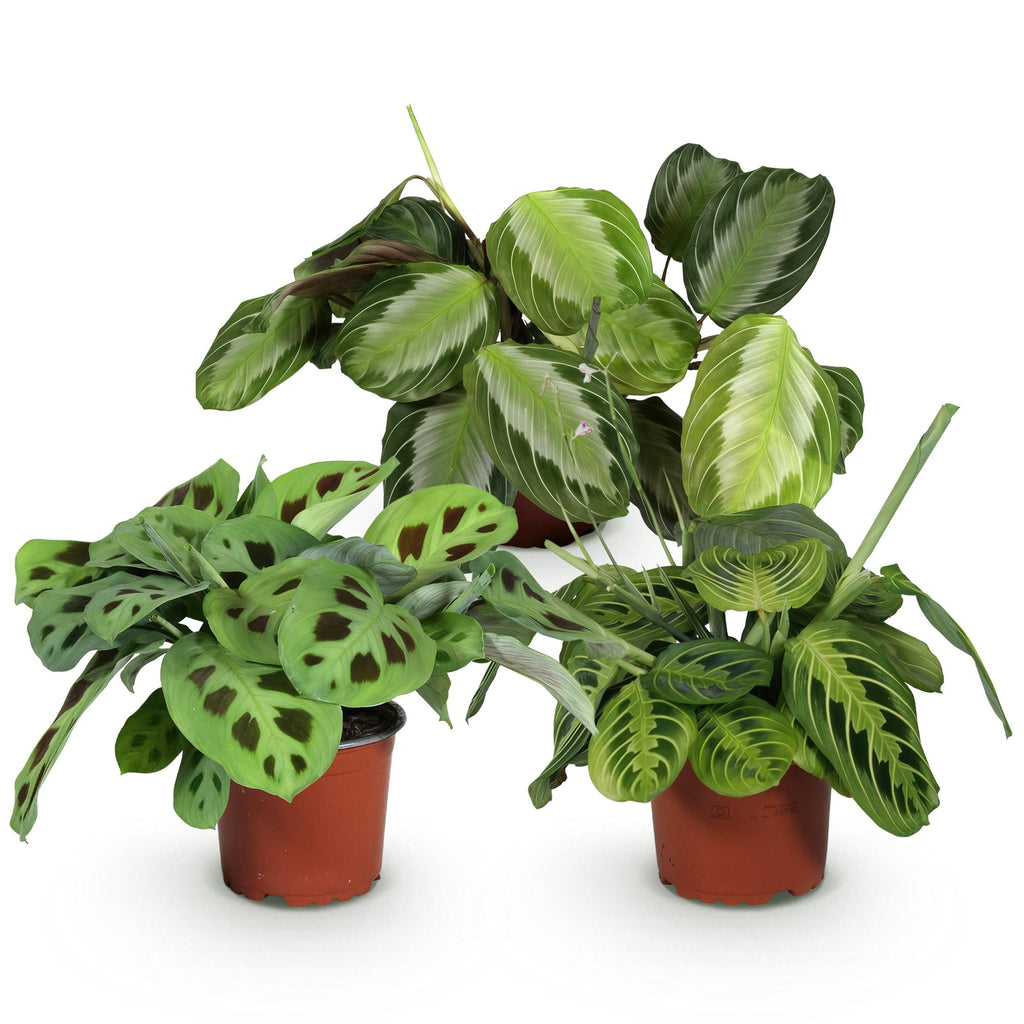 Kamerplant - Marantha Silverband, Marantha Lemon Lime Marantha Kerchoveana - Gebedsplant - Huisdiervriendelijke Plant - Groen - 3 Planten - Pot 12cm - Hoogte 25cm