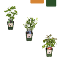 "Vruchten feestje" BIO Fruitplanten mix set van 3 verschillende soorten
