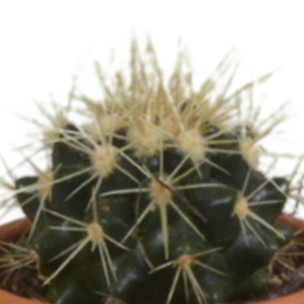 Cactus mix 5.5 cm - 5x - in terracotta pot